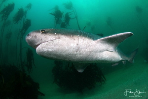 Broadnose sevengill shark, False bay, South Africa. by Filip Staes 